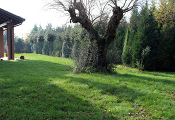 Il Giardino - Costruzione e Manutenzione Giardini