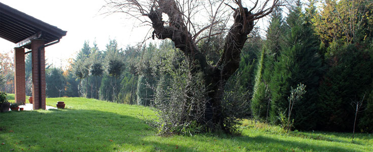 Costruzione e Manutenzione Giardini & Floricultura - Costruzione e Manutenzione Giardini