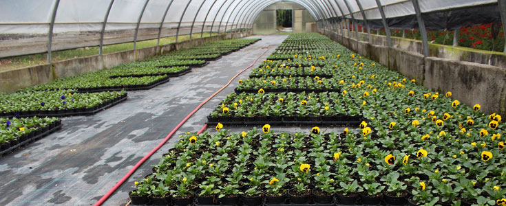 Vivaio & Floricultura - Il Giardino