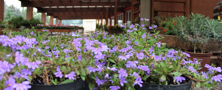 Vivaio & Floricultura - Il Giardino